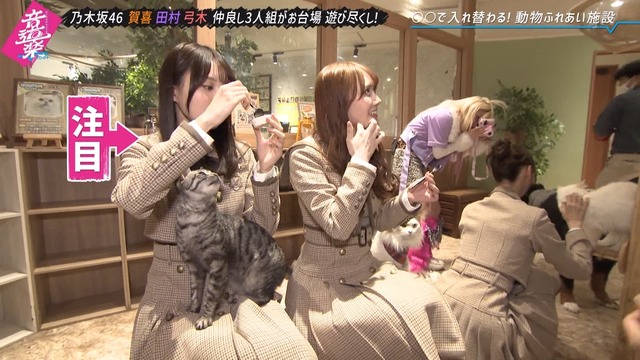 猫に顔面を頭突きされる賀喜遥香ちゃんｗ【乃木坂46】 | 猫に顔面を頭突きされる賀喜遥香ちゃんｗ【乃木坂46】 | アイドルまとめ速報 ドル速(画像07130237148420_2)