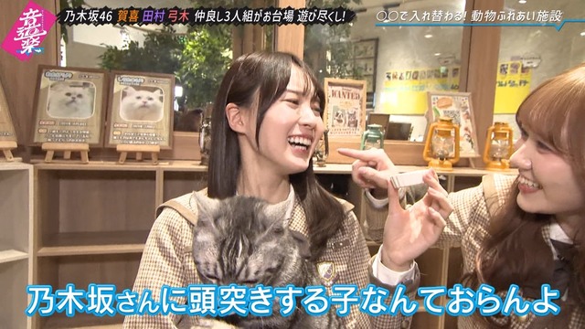 猫に顔面を頭突きされる賀喜遥香ちゃんｗ【乃木坂46】 | 猫に顔面を頭突きされる賀喜遥香ちゃんｗ【乃木坂46】 | 猫に顔面を頭突きされる賀喜遥香ちゃんｗ【乃木坂46】 | 猫に顔面を頭突きされる賀喜遥香ちゃんｗ【乃木坂46】 | アイドルまとめ速報 ドル速(画像07130238453172_4)