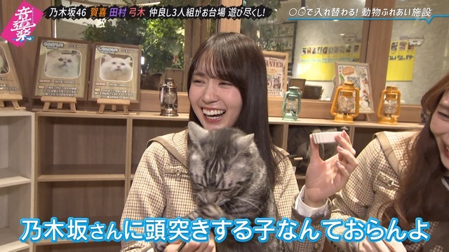 猫に顔面を頭突きされる賀喜遥香ちゃんｗ【乃木坂46】 | 猫に顔面を頭突きされる賀喜遥香ちゃんｗ【乃木坂46】 | 猫に顔面を頭突きされる賀喜遥香ちゃんｗ【乃木坂46】 | 猫に顔面を頭突きされる賀喜遥香ちゃんｗ【乃木坂46】 | 猫に顔面を頭突きされる賀喜遥香ちゃんｗ【乃木坂46】 | アイドルまとめ速報 ドル速(画像07130239150930_5)