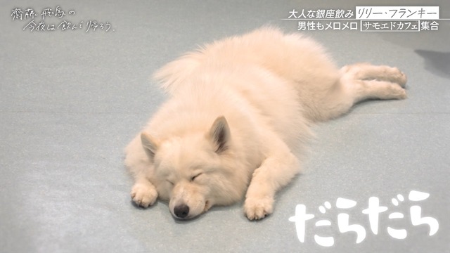 サモエドカフェで楽しそうな齋藤飛鳥ちゃんが可愛すぎる！！！【元乃木坂46】 | サモエドカフェで楽しそうな齋藤飛鳥ちゃんが可愛すぎる！！！【元乃木坂46】 | アイドルまとめ速報 ドル速(画像07134828873220_2)